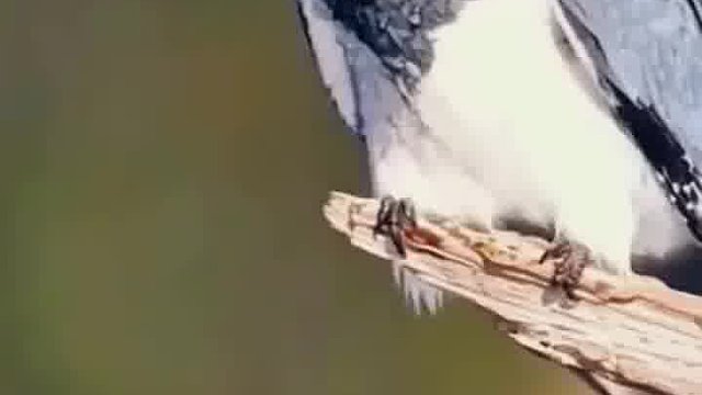 一只神奇的鸟吃鱼