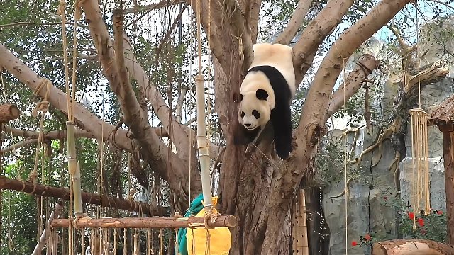 爬树这方面，暂时没服过谁