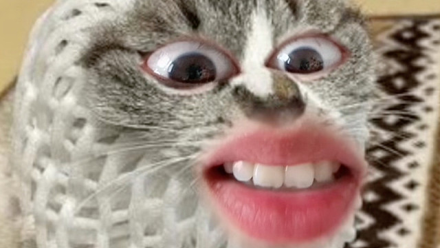 养宠人真的什么都能捡到…