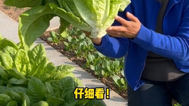 比大白菜个头还大的沙拉菜，推荐大家种植！