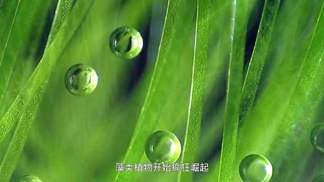 人类真的是鱼类演变而来的吗，人类进化史详细视频