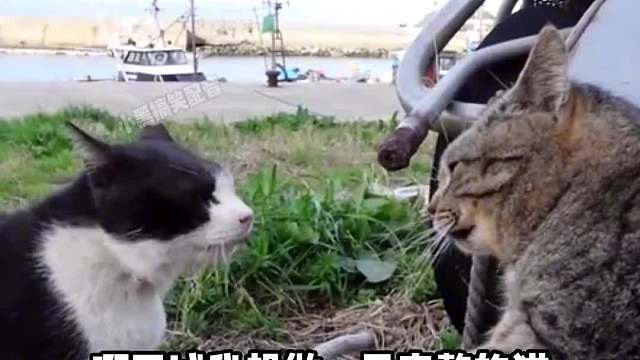 你这爱好也太吓猫了