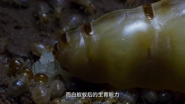 你现在看到的是白蚁帝国里，白蚁蚁后和工蚁们悲凉的一生！