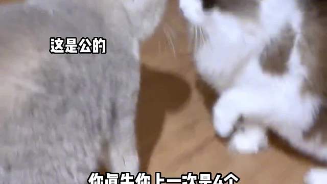 公猫我真的就洗了个澡