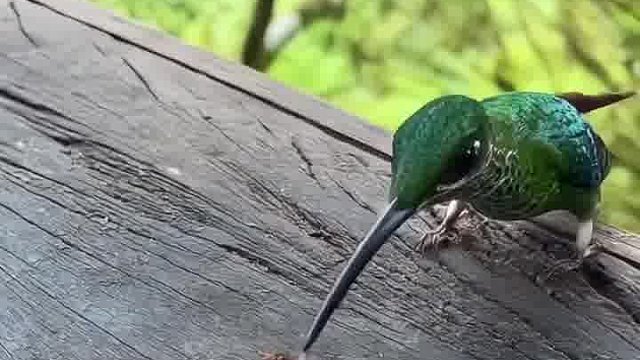 见过蜂鸟喝水吗？