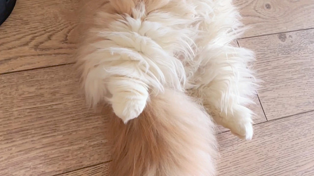 一睁眼就看到旁边躺着个小熊猫？！