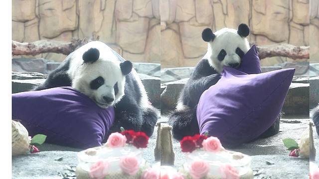 刚想拆抱就看到奶爸,秒变委屈巴巴的样子