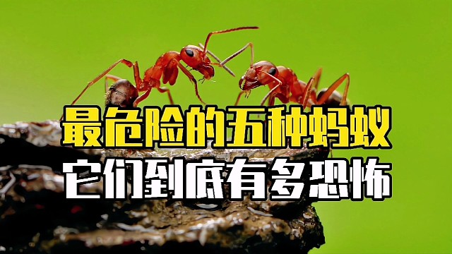 最危险的五种蚂蚁，它们特别恐怖，遇到后一定要小心。