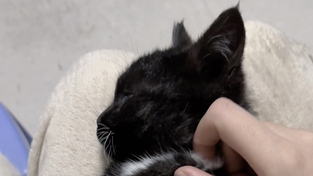 我家人不想让我养捡到的流浪猫了，我不想放弃