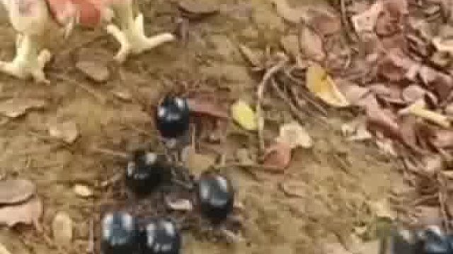 这鸡是不是生病了？下的蛋为啥是黑的？