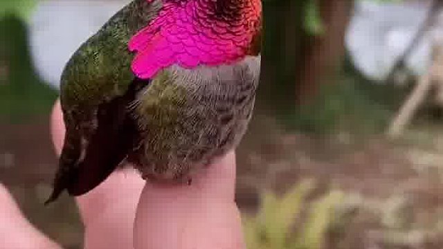 这是什么鸟呀？变脸比翻书还快