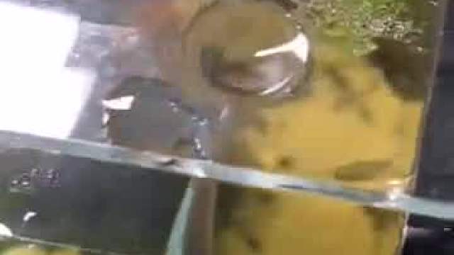 这鱼天生逆天骨不能留，架火