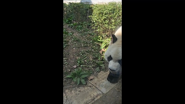 来看熊猫吧