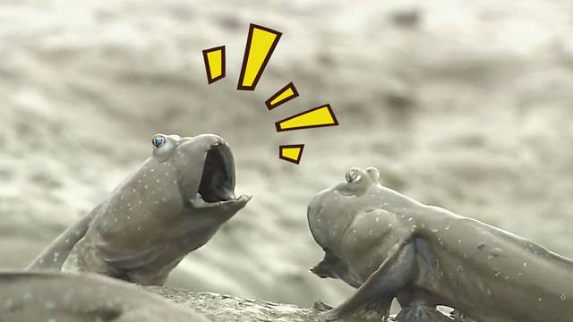 古惑鱼：出来单挑啊！！