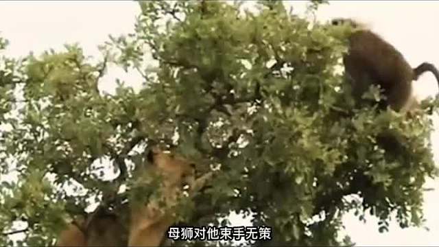 狮子上树抓狒狒，狒狒走投无路却急中生智，把母狮弄得进退两难