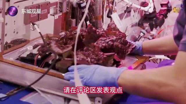 中国人要空间站种菜了，问天实验舱能种什么菜？