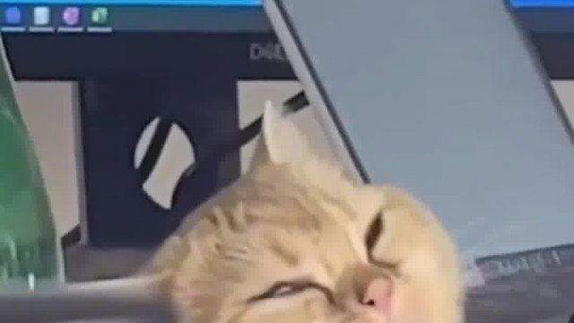 )这期是之前丢失视频的补档合集