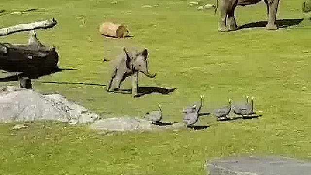 淘气的象宝宝摔了一跤，马上找妈妈撒娇