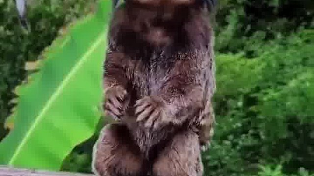 这是啥动物呀？感觉这眼神和人挺像的