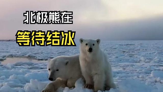 那些有爱的动物视频！