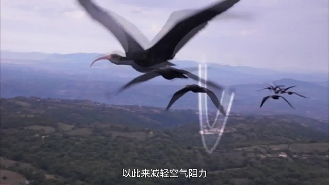 大雁在南飞时，为何总是成群结队的排成一字行或者人字形呢？