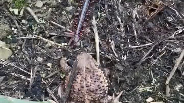 这蛤蟆什么意思呀？这样就能躲避对方的搜索？