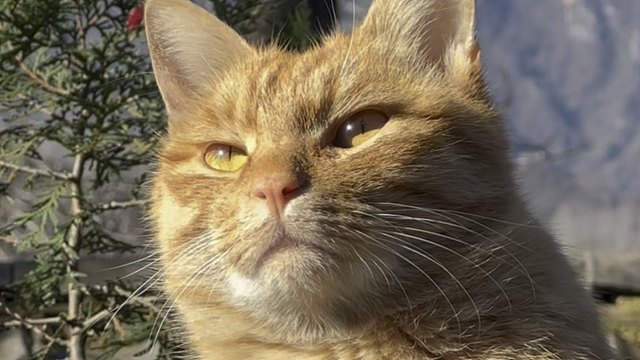 崽崽和环境融入的很好，有娇气，也有山野气，在我面前时是个宝宝，出去玩就变身猛兽了。#借山而居