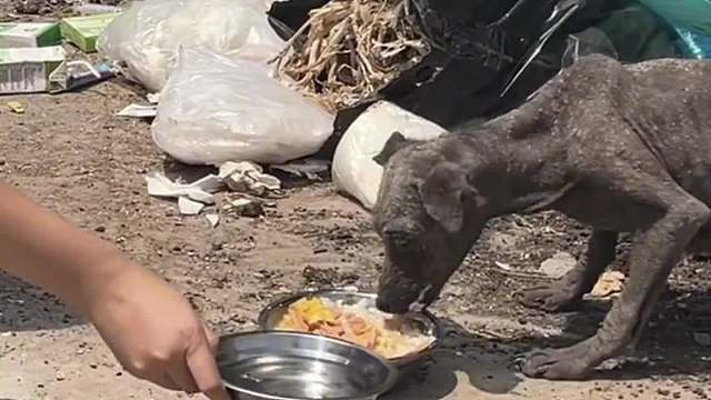 没想到一条狗的蜕变有如此之大，因为爱，人间才会有温暖！