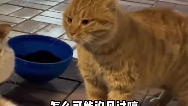 母猫：你到底给我下了什么药