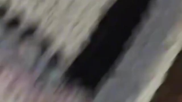 就喜欢这种没有心眼的小猫咪