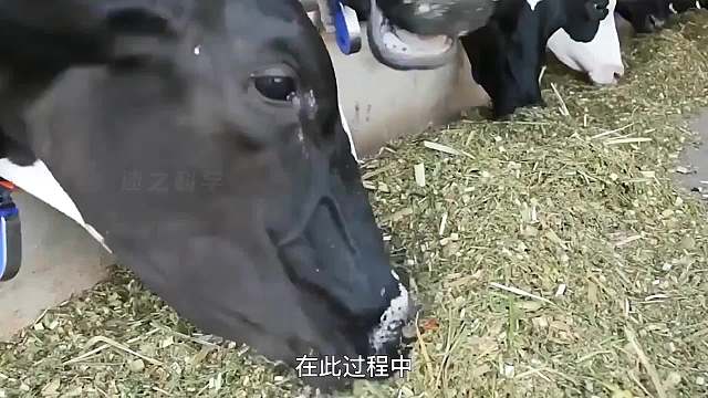奶牛为人类提供营养，却没喝过妈妈的一口牛奶，从2岁开始就被迫产奶直至老去，这就是它们的产奶过程。