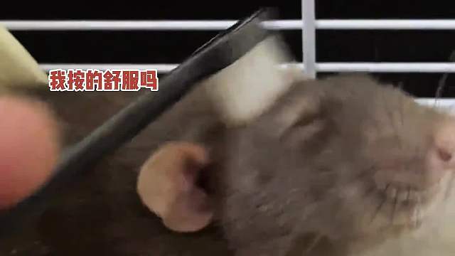 捉住一只会享受的老鼠