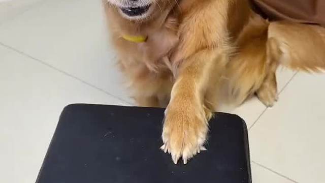 沙雕动物在这里009