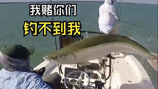 那些让人惊叹的动物视频！