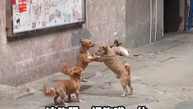 捉狗现场被发现了