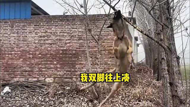 狗子：双脚不着地，智商上高地