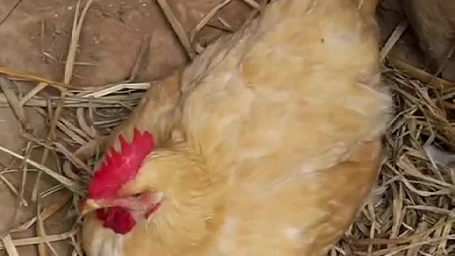 我思考了很久，还是要长大，可爱不是长久之计。