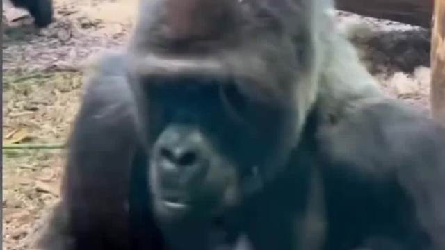 我看军师你也是风韵犹存