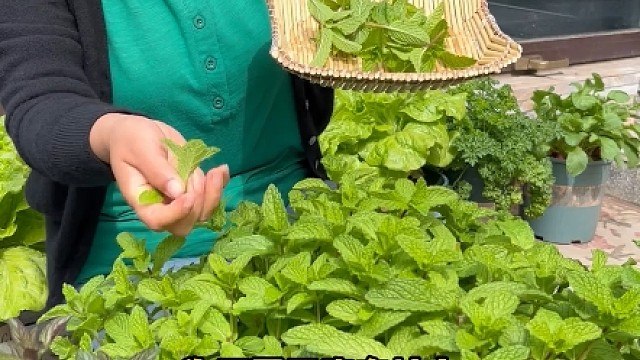 为了夏季没有蚊虫，现在就可以种薄荷了！