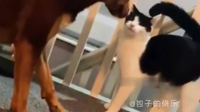 猫讨厌狗不是没有原因的