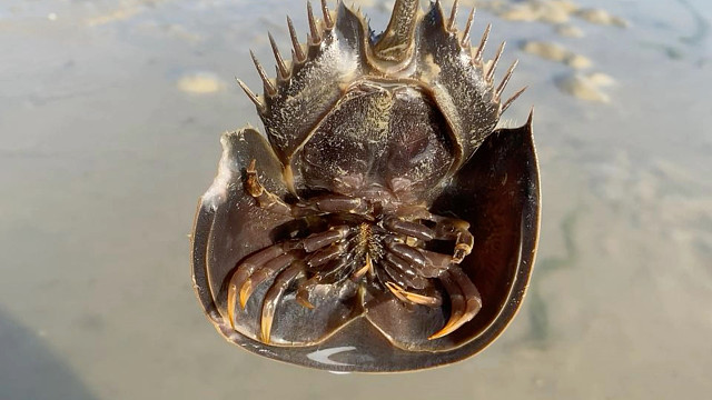 游戏博主的副业兼职：赶海