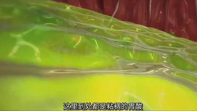 吃进胃里的食物，我们的胃是怎样工作的？