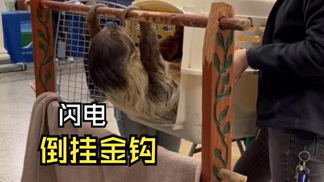 那些出人意料的动物视频！