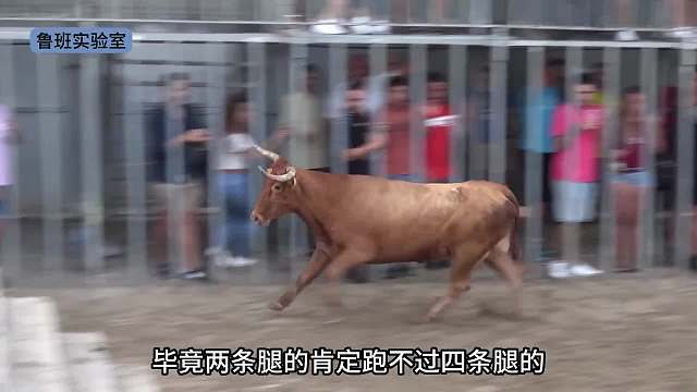 疯狂逗牛挑战，赢了没有奖金，输了自己掏钱住院。