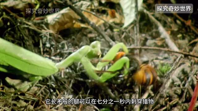 勇斧螳螂vs日本大黄蜂，昆虫界的顶级刺客和毒王的生死之战，谁才是最后真正赢家？
