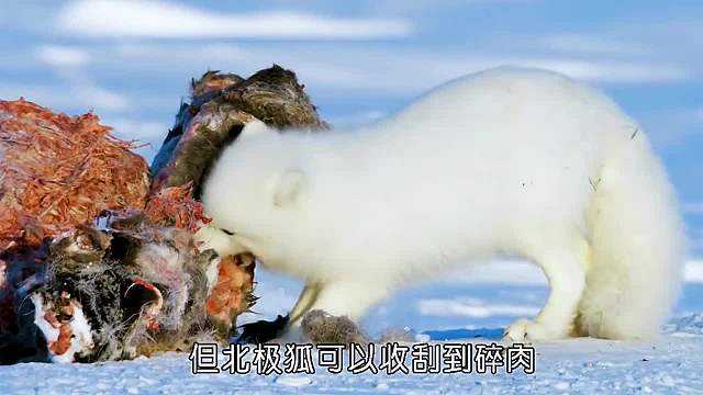河狸蜗居小屋渡过寒冬，迎来狸生巅峰
