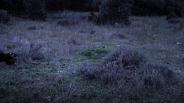 灵猫捕兔雕鸮在后