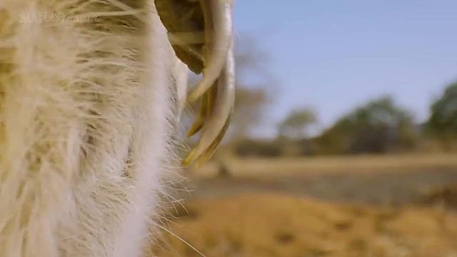 狐獴吃巨型马陆，又臭又粘牙