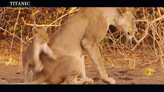 幼崽的机会 他违反了家族中最重要的规则
