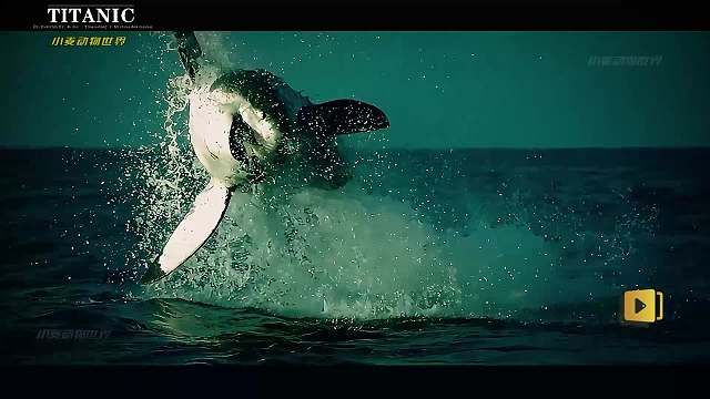 终极的海洋杀手 4亿年的进化，五排锯齿牙齿的颌骨索命